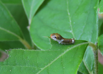 Spicebush Swallowtail 
caterpillar